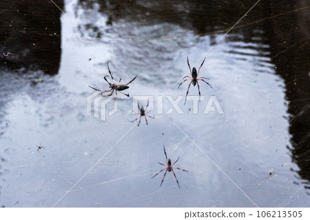 Red-legged golden orb-weaver spiders are on spiderweb, close up Red-legged golden orb-weaver spiders are on spiderweb, close up 106213505