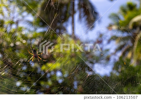 Golden silk orb-weaver spider is on spiderweb, close up photo 106213507