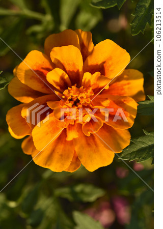 Orange flowers of marigolds in the summer garden. Tagetes is erect. Medicinal plant. 106213514