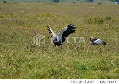 Pair of grey crowned cranes on african savanna at Lake Nakuru National Park in Kenya 106213625