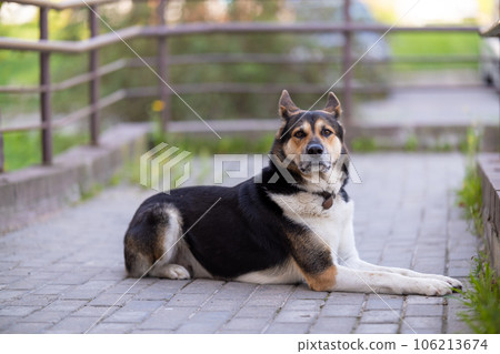 A large dog guards the yard of the house. Guard dog 106213674