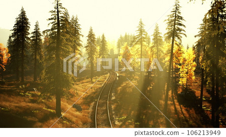 Dilapidated train tracks weaving through a thicket of spruce trees at sundown 106213949