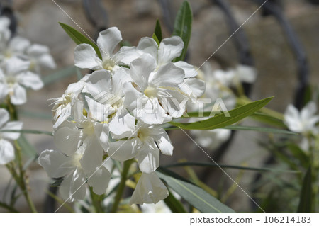 Common oleander 106214183