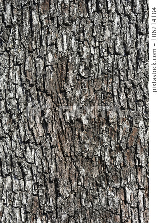 Evergreen oak 106214184