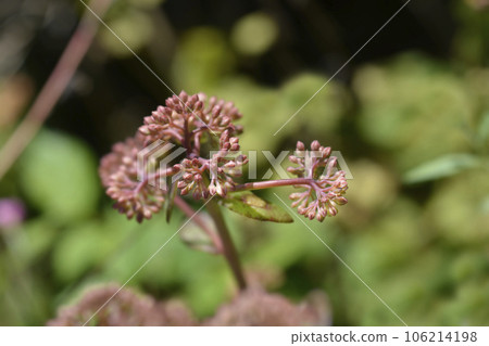 Tallest stonecrop 106214198