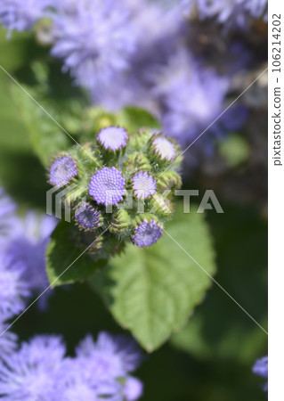 Floss Flower 106214202