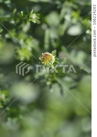 Bushy aster Jenny Bushy aster Jenny 106214203