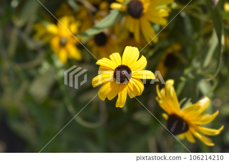 Black-eyed Susan 106214210