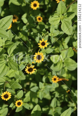 Mexican creeping zinnia Mexican creeping zinnia 106214212