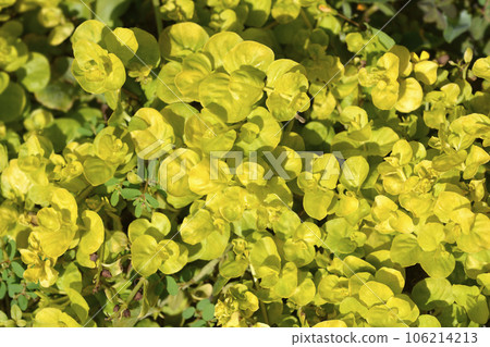 Golden Creeping Jenny Golden Creeping Jenny 106214213