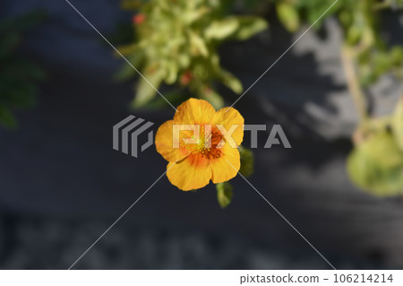 Rock rose Ben Heckla Rock rose Ben Heckla 106214214