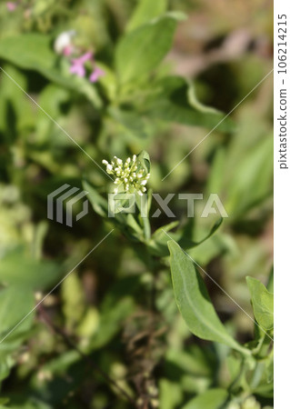 Red valerian 106214215