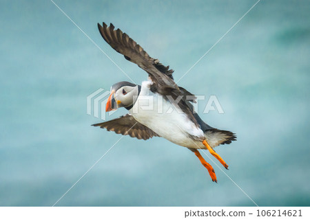 Atlantic puffin flying and foraging in ocean on summer Atlantic puffin flying and foraging in ocean on summer 106214621