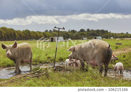 Sows with piglets playing in a puddle in eco farm in Denmark 106215166