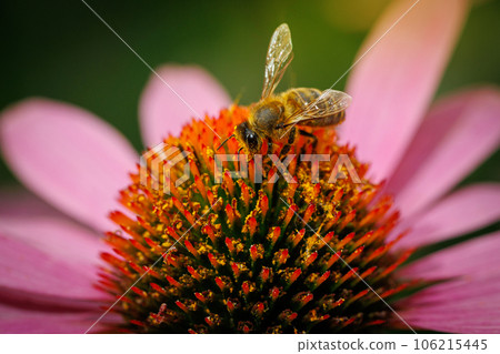 blooming purple echinacea flower on a background of greenery with a bee. blooming purple echinacea flower on a background of greenery with a bee. 106215445