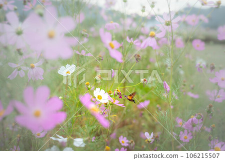 京都的秋天，廣澤池畔的波斯菊盛開，巨大的天蛾飛來吸食花蜜。 106215507