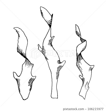 Vector sea plant ink hand drawn illustration isolated on white background. Laminaria, brown kelp, helpful seaweed black white line. Design element for package, label, wrapping, marine collection Vector sea plant ink hand drawn illustration isolated on white background. Laminaria, brown kelp, helpful seaweed black white line. Design element for package, label, wrapping, marine collection 106215977
