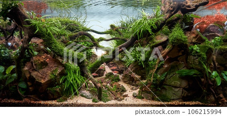 Beautiful freshwater aquarium. Aquascape with tropical underwater plants, Frodo stones and redmoor roots covered by java moss and a school of tetra fish. Isolated view. Beautiful freshwater aquarium. Aquascape with tropical underwater plants, Frodo stones and redmoor roots covered by java moss and a school of tetra fish. Isolated view. 106215994