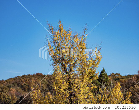Scenery of the precincts of Kokeizan Eihoji Temple in autumn 106216536