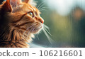Cute ginger cat looking out the window. Shallow depth of field 106216601