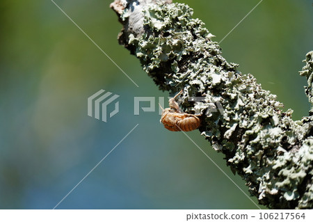 Cicada shells perched on a tree 106217564