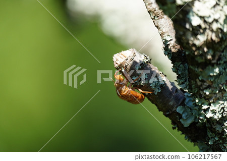 Cicada shells perched on a tree Cicada shells perched on a tree 106217567