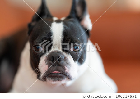 Boston Terrier 106217651