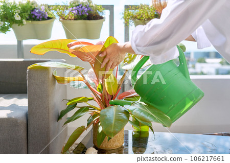 Close-up of woman's hand watering red philodendron in pot with watering can 106217661