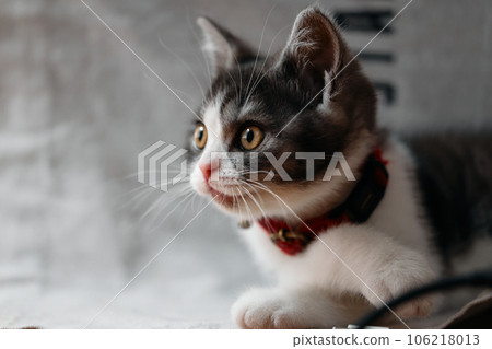 一隻貓的輪廓 一隻貓的輪廓 106218013