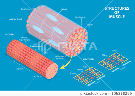 3D Isometric Flat Vector Conceptual Illustration of Structures Of Muscle 106218299