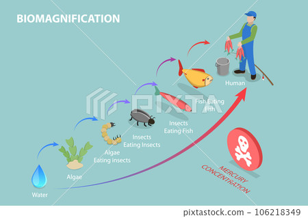3D Isometric Flat Vector Conceptual Illustration of Biomagnification 106218349