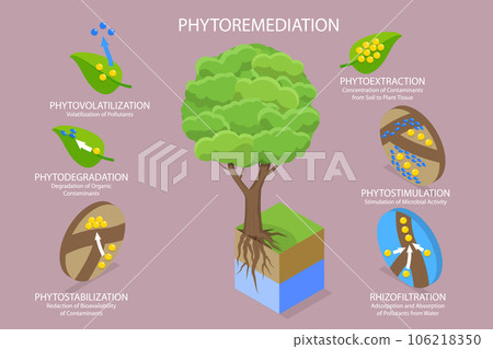 3D Isometric Flat Vector Conceptual Illustration of Phytoremediation 106218350