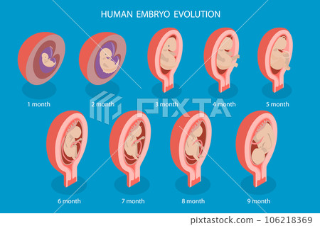 3D Isometric Flat Vector Conceptual Illustration of Human Embryo Evolution 106218369