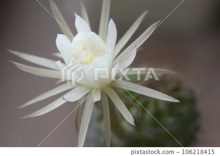 Cactus echinopsis flower, close up shot 106218415
