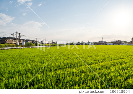 [Kansai Main Line] Limited Express Nanki runs through the countryside 106218994
