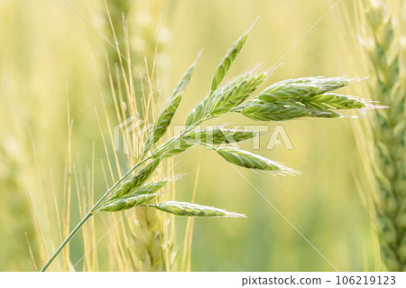 Rye field on sunny day, closeup. Close up of rye ears, field of rye Rye field on sunny day, closeup. Close up of rye ears, field of rye 106219123