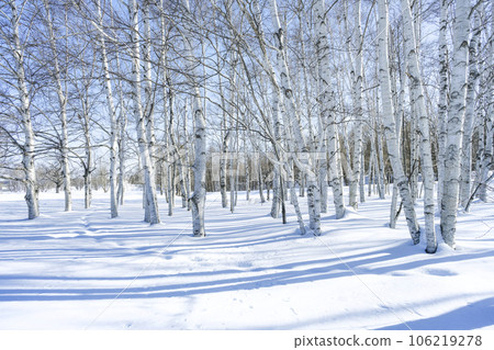 冬季白樺林，真駒內公園，札幌 106219278