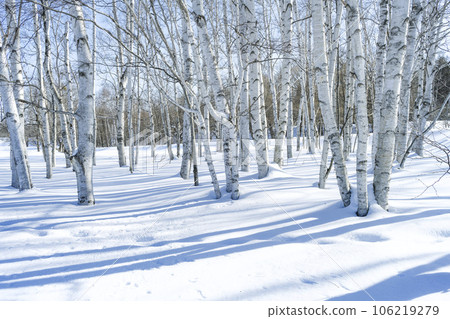 Winter birch forest, Makomanai Park, Sapporo Winter birch forest, Makomanai Park, Sapporo 106219279