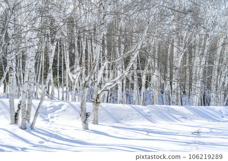 冬季白樺林，真駒內公園，札幌 106219289
