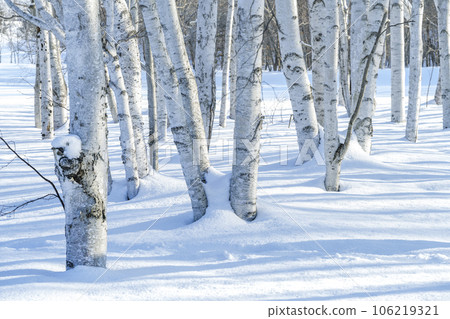 冬季白樺林，真駒內公園，札幌 106219321