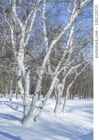 Winter birch forest, Makomanai Park, Sapporo Winter birch forest, Makomanai Park, Sapporo 106219331