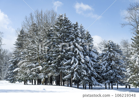 Sakhalin spruce Makomanai Park Sapporo 106219348