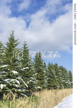 冷杉樹 今金町 106219446