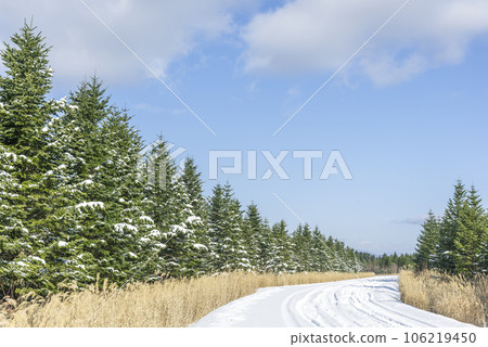 冷杉樹 今金町 106219450