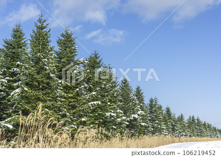 Abies sachalinen trees Imakanecho Abies sachalinen trees Imakanecho 106219452