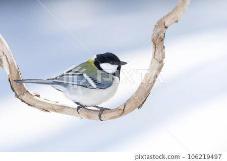 山札幌市 106219497