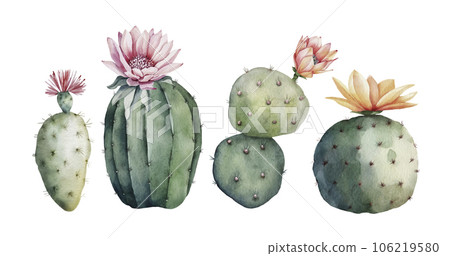 Set of green cacti with flower buds, watercolor illustration 106219580