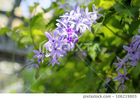 Murasaki Tsukubane Kazura的花 106219803