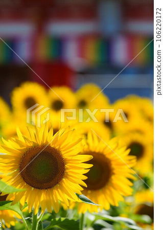 Sunflower field in front of Manganji Sunflower field in front of Manganji 106220172