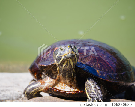 Red-eared slider out of the pond 106220680
